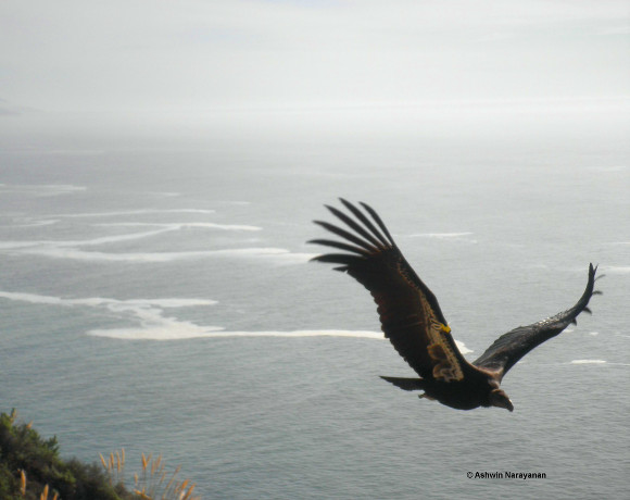 California Condor