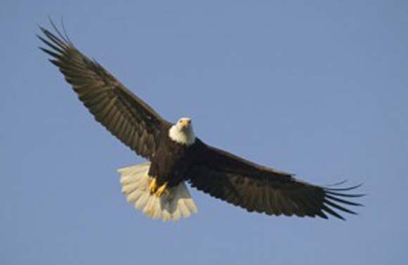 Biblical Beasts: Eagle