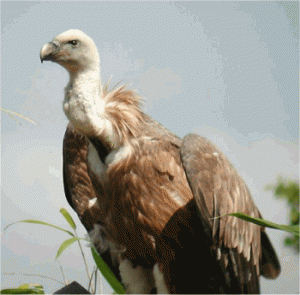 The Spiritual Meaning and Symbolism of Brown Feathers - A-Z Animals